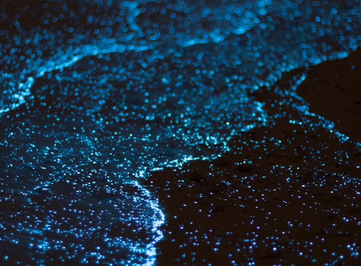 Here's Why You Will Love the Bioluminescent Bay in Grand Cayman