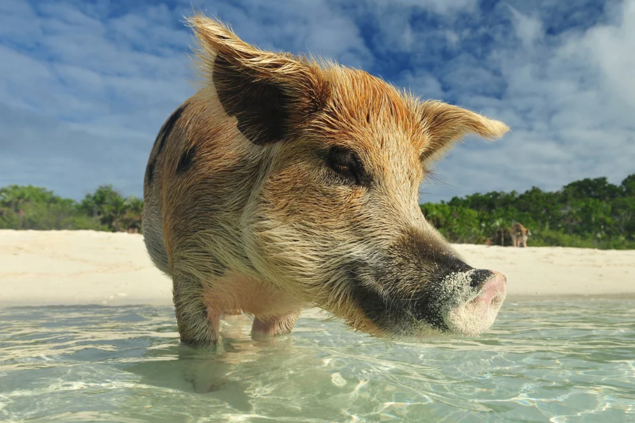 Swimming pig on a pristine white-sand beach in the Bahamas, part of the Exuma Cays, enjoying clear turquoise waters.