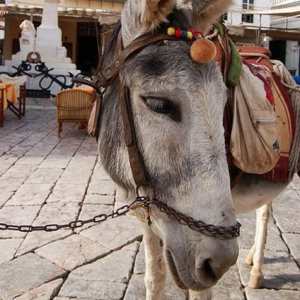 A donkey stands in the foreground of a paved square, wearing a traditional harness decorated with colourful ornaments and small details. Its long ears are upright, and its expression appears calm and gentle. Behind it are light-coloured buildings with wooden shutters and a statue set on a pedestal. Tables and chairs suggest a café setting, giving the scene a relaxed Mediterranean village atmosphere.